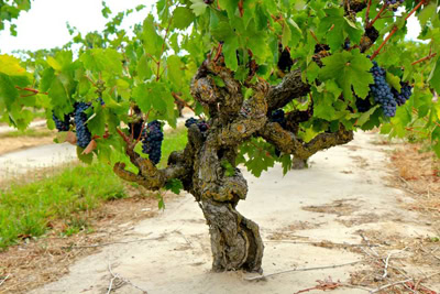 Grapevine in Lodi vineyard with ripe dark grapes ready for harvest.