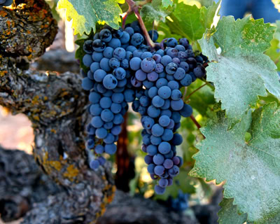 Close-up of a ripe Lodi winegrape cluster hanging on the vine with green leaves.