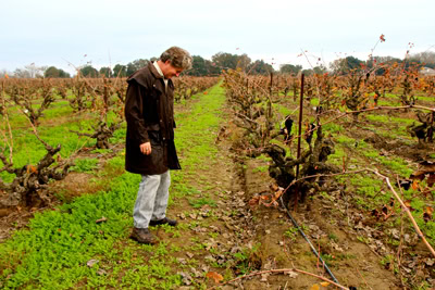 Man inspecting grapevines in a Lodi vineyard during fall with colorful foliage and ripe grapes.