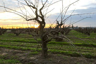 Vineyard with leafless grapevines at sunset in Lodi, California, showcasing the region's winegrowing landscape.