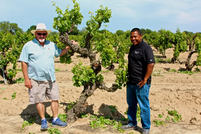 Two men standing in a vineyard with lush grapevines and a clear blue sky, showcasing Lodi winegrape cultivation.