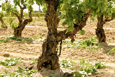 Close-up of gnarled grapevine trunk in a lush Lodi vineyard during daytime.