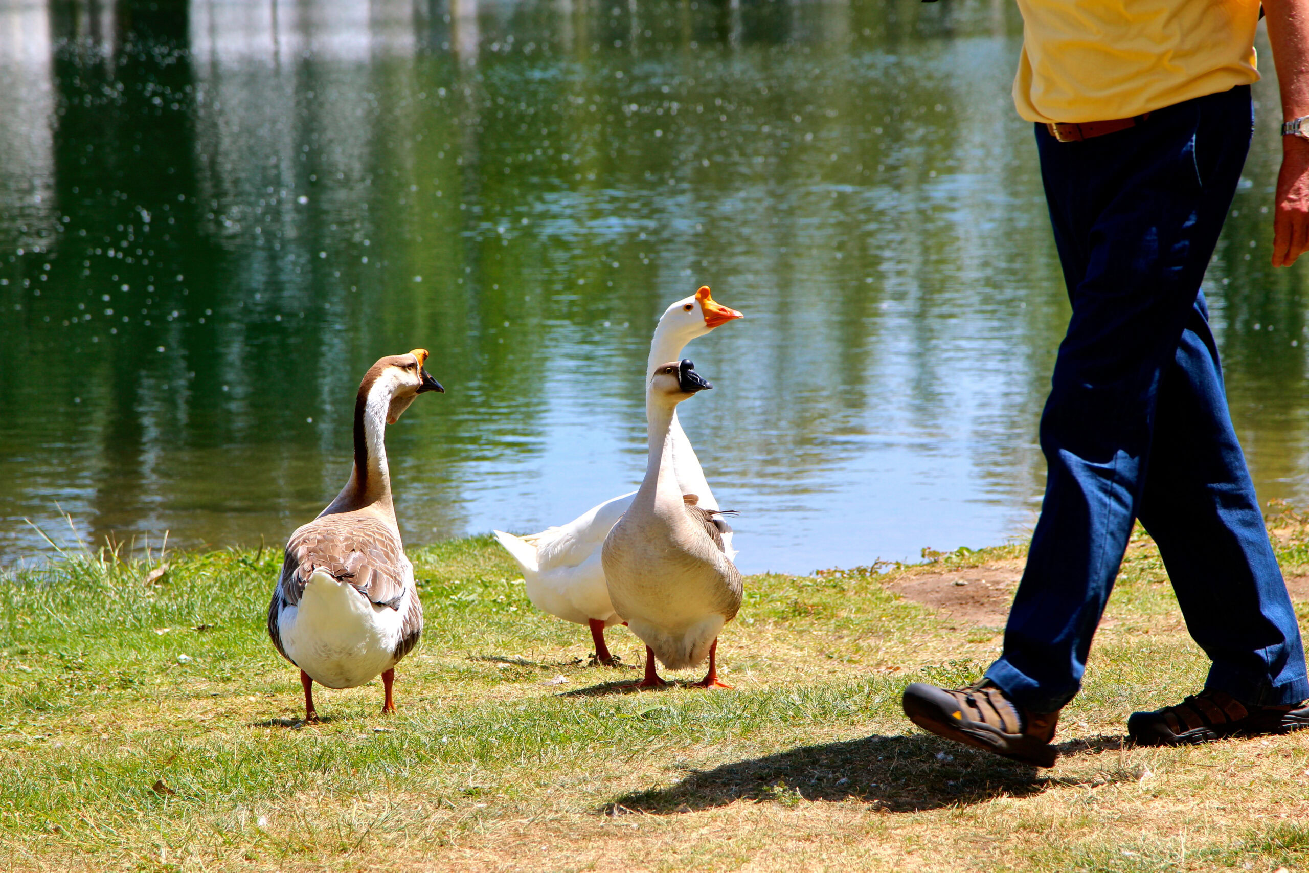 Person walking near ducks by a pond, representing Lodi's natural environment and agriculture.