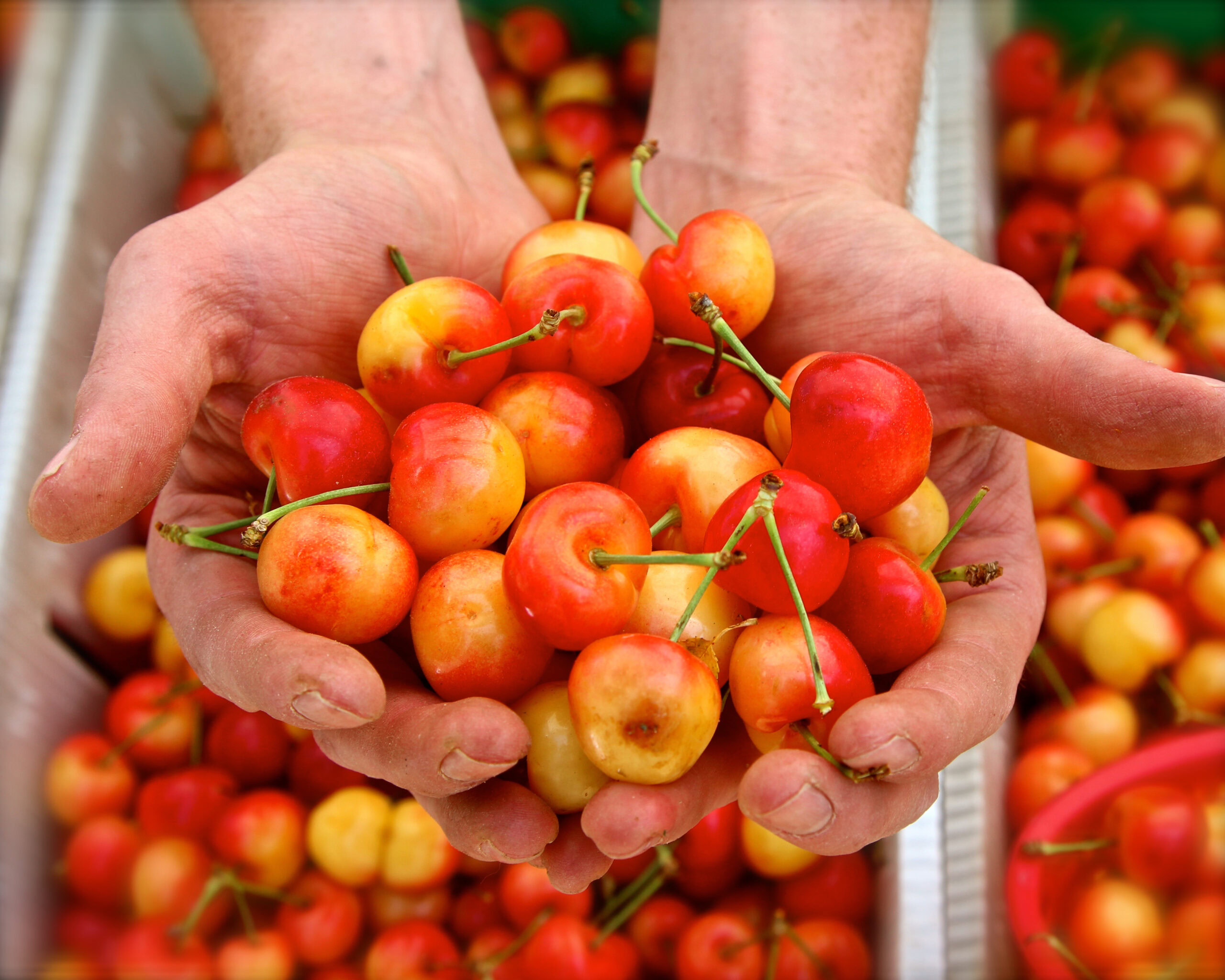 Close-up of hands holding ripe cherries from Lodi winegrape harvest for winemaking.