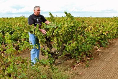 Farmer inspecting grapevines in a lush Lodi vineyard during harvest season.