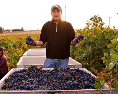 Man harvesting ripe grapes in a vineyard during sunset for Lodi Winegrape Commission.
