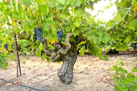 Grapevine in Lodi wine region with ripe grape clusters and lush green leaves.