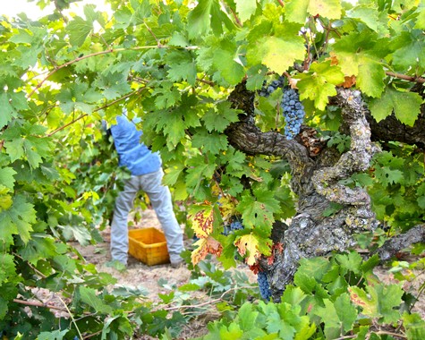 Vineyard worker harvesting ripe grapes in a lush Lodi vineyard during daytime.