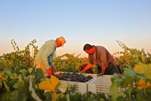 Two workers harvest grapes in a vineyard during sunset in Lodi, California.