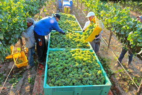 Workers harvest grapes in a vineyard for Lodi wine production during the grape harvest season.