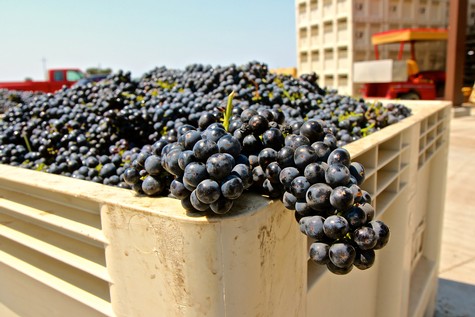 Freshly harvested dark purple winegrapes in a large container at Lodi Winegrape Commission.