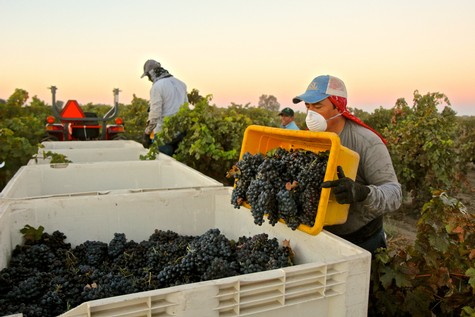 Workers harvesting ripe grapes in Lodi vineyards during sunset for wine production.