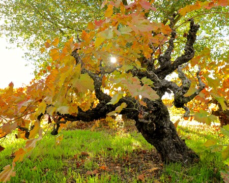 Lodi winegrape vine with colorful autumn leaves and sunlight filtering through the branches.