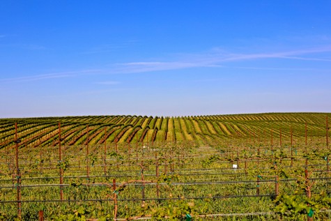 Vast vineyard in Lodi with rows of grapevines under a clear blue sky.