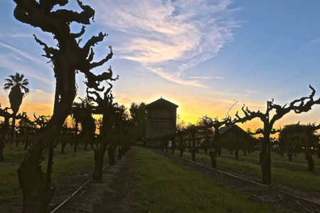 Vineyard with pruned grapevines and a tower at sunset in Lodi, California.