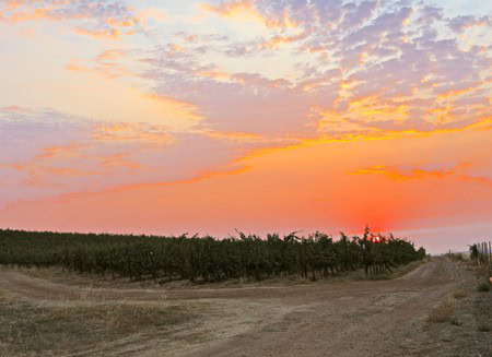 Sunset over Lodi winegrape vineyard with colorful sky and lush grapevines in California.