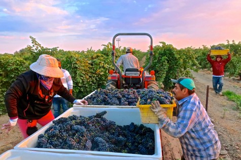Workers harvest grapes in a vineyard with a tractor and bins under a colorful sky.