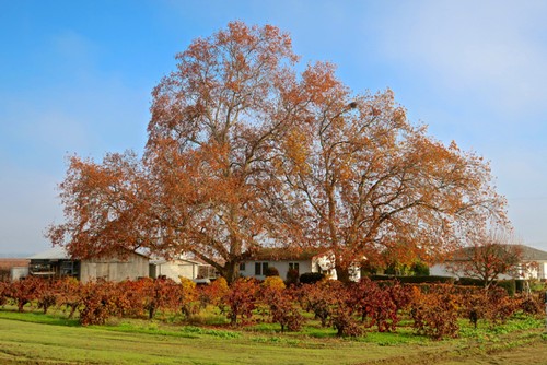 Large deciduous tree with orange leaves in a vineyard during autumn in Lodi, California.