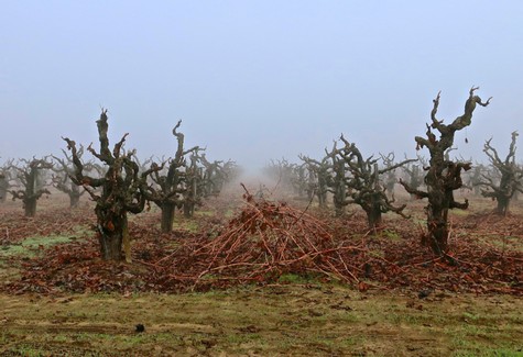 Gnarled, leafless grapevines in a foggy vineyard, representing Lodi Winegrape Commission's wine-growing region.