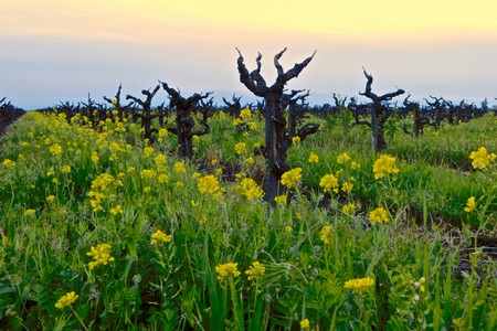 Vineyard with gnarled grapevines and yellow wildflowers at sunset in Lodi, California.