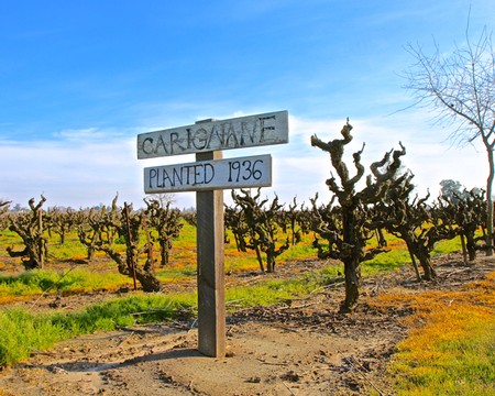 Carignan grape vineyard in Lodi with a sign indicating it was planted in 1936.