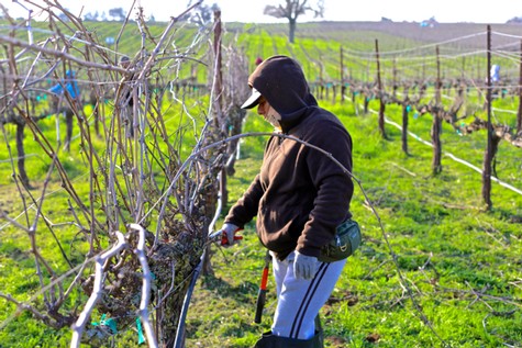 Vineyard worker pruning grapevines in a Lodi winegrape vineyard during daylight.