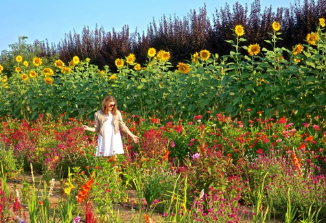 Woman walking through a vibrant flower and sunflower field in Lodi, California, during daytime.