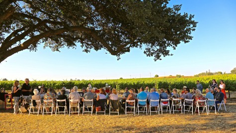 Group of people enjoying an outdoor event in a vineyard with a large tree and lush grapevines in Lodi, California.