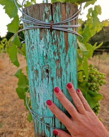 Close-up of a weathered turquoise vineyard support post with a hand touching it, grapevines in the background.