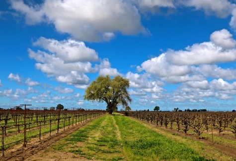 Vineyard in Lodi with a large tree and rows of grapevines under a blue sky with clouds.