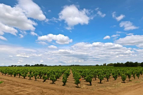 Vast vineyard in Lodi with lush grapevines under a bright blue sky with clouds.
