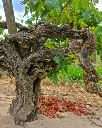 Close-up of an old, gnarled winegrape vine in Lodi, California, with green leaves and soil background.