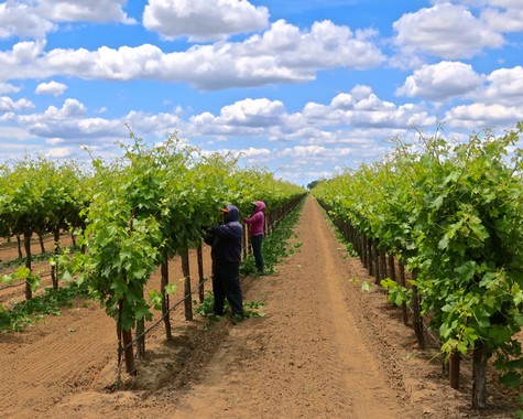 Workers inspecting grapevines in a lush Lodi vineyard under a partly cloudy sky.