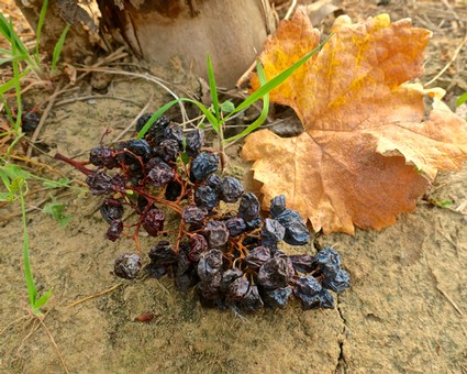 Close-up of harvested black winegrapes with autumn leaves on soil in Lodi, California.