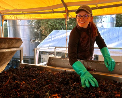 Woman harvesting winegrapes in Lodi, California, wearing green gloves and a cap under a yellow canopy.