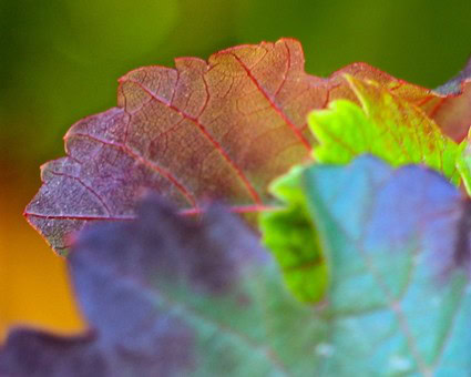 Close-up of a winegrape leaf showing vibrant colors and detailed veins, highlighting the vineyard's healthy grapevine foliage.