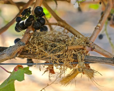 Close-up of ripe black grapes on vine with bird nest and twigs in Lodi vineyard.