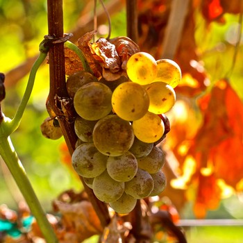 Close-up of ripe green grapes hanging on the vine in a vineyard during harvest season.