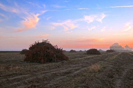 Sunset over Lodi winegrape vineyard with harvested grapevines and open sky.