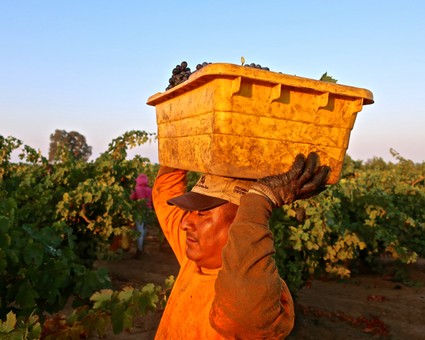 Worker carrying a plastic container of grapes in a vineyard during harvest in Lodi, California.