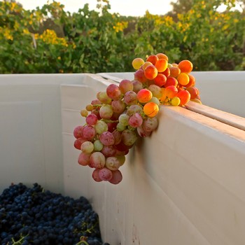 Close-up of ripe grapes on the vine at Lodi Winegrape Commission vineyard.
