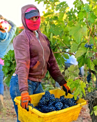 Worker harvesting ripe grapes in Lodi vineyard during harvest season.