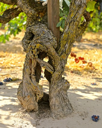 Close-up of a gnarled, twisted winegrape vine trunk in a vineyard, showcasing aged bark and healthy green leaves.