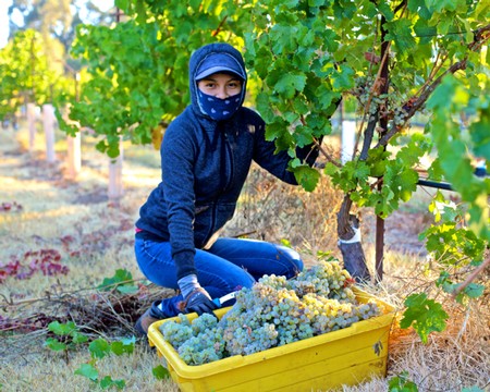 Person harvesting grapes in a vineyard with a yellow container of grapes.