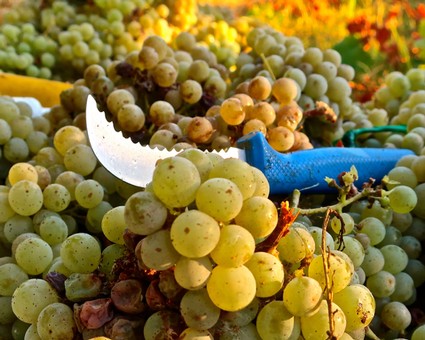 Close-up of ripe green grapes on the vine during harvest in Lodi, California.