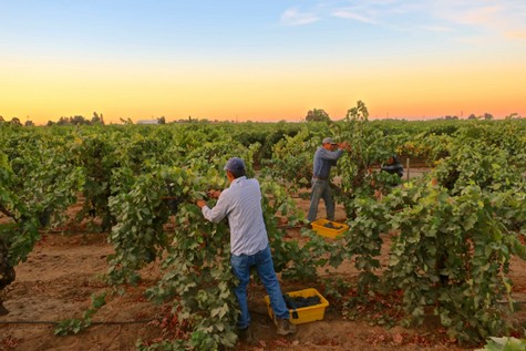Workers harvesting winegrapes in Lodi vineyards at sunset for premium wine production.