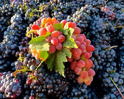 Close-up of ripe red and purple winegrapes on the vine in Lodi, California.