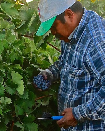 Vineyard worker harvesting ripe grapes in Lodi wine region, California.