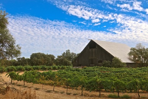 Lodi Winegrape vineyard with a rustic barn under a blue sky with clouds.
