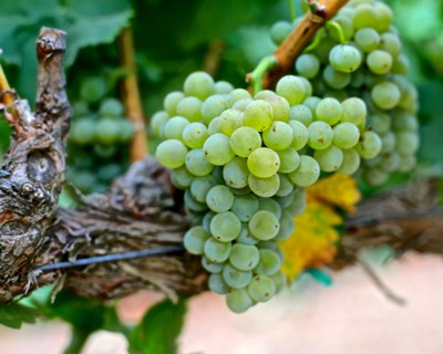 Close-up of a green winegrape cluster on the vine, showcasing healthy grapes ready for harvest in Lodi, California.